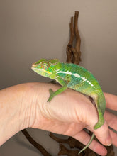 Load image into Gallery viewer, Young green panther chameleon showing off bold color under natural light
