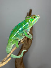Load image into Gallery viewer, Side profile of Unicorn Surprise Panther Chameleon with turquoise highlights
