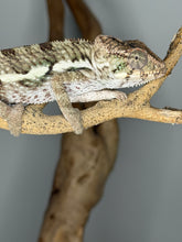 Load image into Gallery viewer, Detail view of Unicorn Surprise Panther Chameleon showing scale texture and emerging colors
