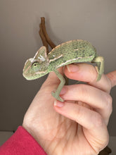 Load image into Gallery viewer, Veiled Chameleon basking under UVB light in clean enclosure
