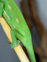 Load image into Gallery viewer, Healthy hand-raised juvenile Veiled Chameleon ready for a new home.
