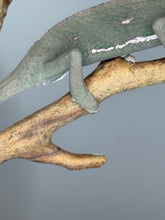 Load image into Gallery viewer, Close-up of Veiled Chameleon’s male spur

