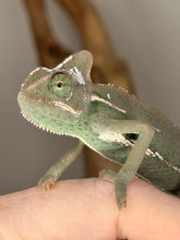 Load image into Gallery viewer, Veiled Chameleon showing vibrant green and turquoise hues
