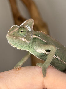 Veiled Chameleon showing vibrant green and turquoise hues