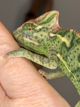 Load image into Gallery viewer, Side profile of calm juvenile female veiled chameleon showing casque and pattern
