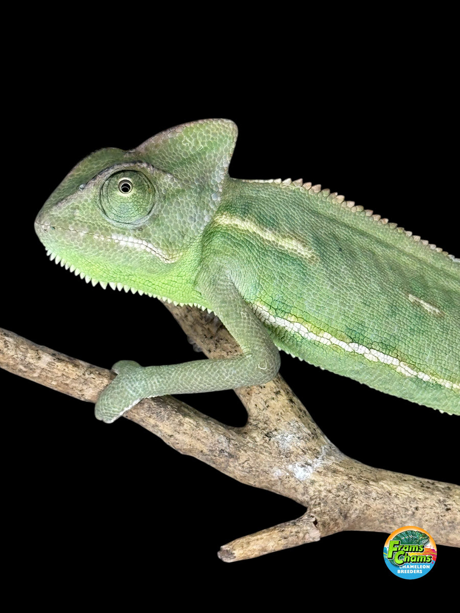Picture Idea: Hand Raised Veiled Chameleons For Sale