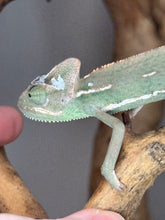Load image into Gallery viewer, Hand-raised Veiled Chameleon calmly perched on hand
