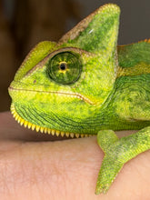 Load image into Gallery viewer, Captive-bred Veiled Chameleon showing unique patterning, healthy and thriving
