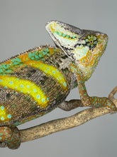Load image into Gallery viewer, Hand-raised juvenile male Veiled Chameleon being handled calmly
