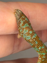 Load image into Gallery viewer, Male Veiled Chameleon from FramsChams, calm, healthy, and well-started
