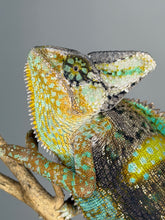 Load image into Gallery viewer, Front view of a captive-bred juvenile male Veiled Chameleon with bright colors
