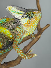 Load image into Gallery viewer, Side view of a hand-raised male Veiled Chameleon showing distinct patterns
