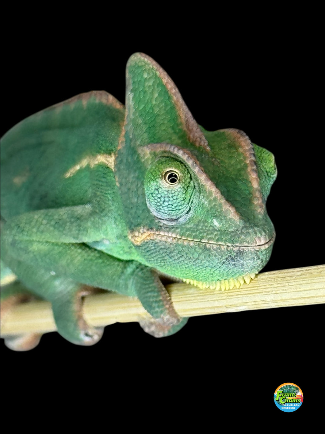 Front view of a calm, hand-raised juvenile female Veiled Chameleon
