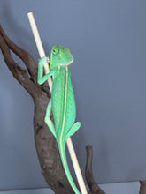 Load image into Gallery viewer, Juvenile male Veiled Chameleon climbing a branch, showing active and curious behavior
