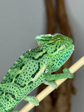 Load image into Gallery viewer, Close-up of juvenile male Veiled Chameleon face with vivid eyes and detailed patterning.
