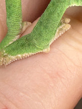 Load image into Gallery viewer, Juvenile male Veiled Chameleon exploring its enclosure, showing his tarsal spur
