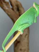 Load image into Gallery viewer, Close-up of juvenile male Veiled Chameleon’s foot showing the characteristic spur

