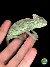 Load image into Gallery viewer, Juvenile male Veiled Chameleon showing bright green and gold colors
