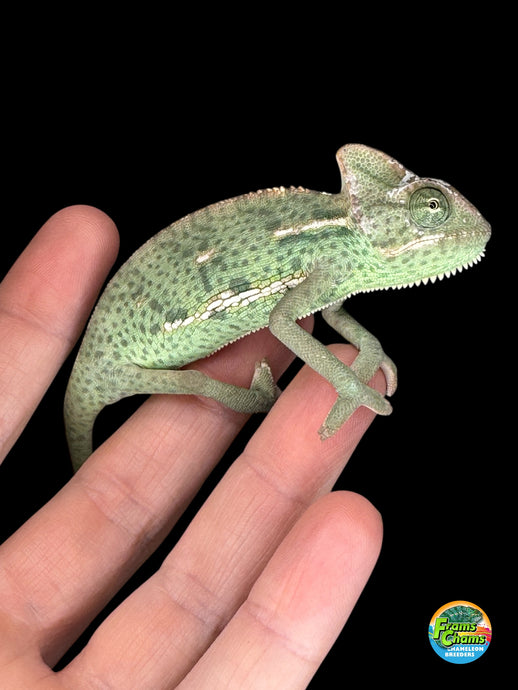 Juvenile male Veiled Chameleon showing bright green and gold colors
