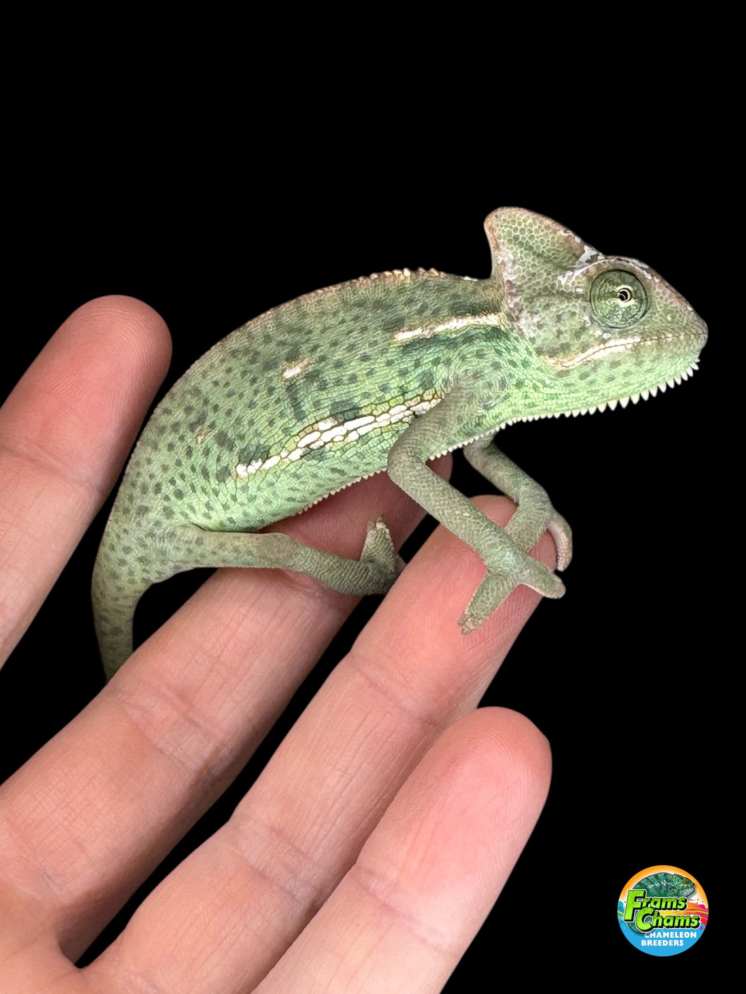 Juvenile male Veiled Chameleon showing bright green and gold colors