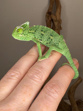 Load image into Gallery viewer, Vibrant color pattern of juvenile male Veiled Chameleon, highlighting its unique markings.

