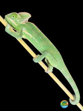 Load image into Gallery viewer, Front view of a hand-raised juvenile male Veiled Chameleon
