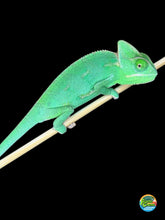 Load image into Gallery viewer, Front view of a hand-raised juvenile male Veiled Chameleon
