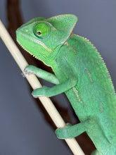 Load image into Gallery viewer, Juvenile male Veiled Chameleon perched on a stick, showing calm personality
