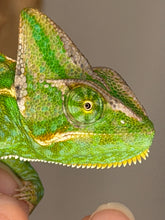 Load image into Gallery viewer, Side view of a healthy juvenile Veiled Chameleon displaying vibrant colors

