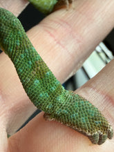 Load image into Gallery viewer, Juvenile Veiled Chameleon being gently handled, building trust and confidence
