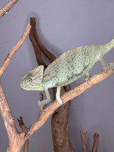 Load image into Gallery viewer, veiled-chameleon-male-green-blue
