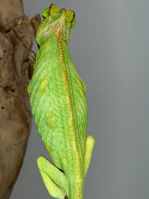 Load image into Gallery viewer, Close-up of a juvenile male Veiled Chameleon with vibrant green and gold colors, hand-raised in the U.S.
