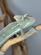 Load image into Gallery viewer, Side view of Veiled Chameleon displaying casque and patterns
