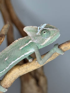 Side view of Veiled Chameleon displaying casque and patterns