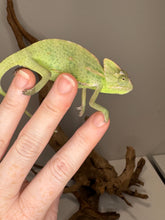 Load image into Gallery viewer, Veiled chameleon basking under UVB light setup at FramsChams
