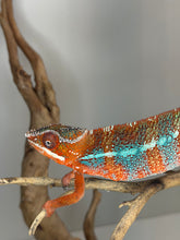 Load image into Gallery viewer, Vibrant male Ambilobe Panther Chameleon displaying striking red and blue coloration while perched in enclosure
