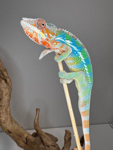 Side view of Rainbow Skittles Panther Chameleon highlighting blended red, green, blue, and yellow colors