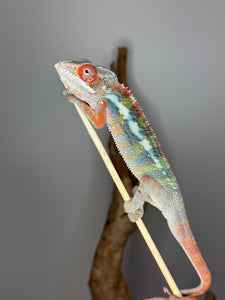 Vivid red Ambilobe Panther Chameleon perched on branch under natural light
