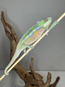 Vibrant pet chameleon juvenile with calm expression on stick