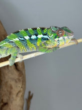 Load image into Gallery viewer, Sambava x Ambilobe Panther Chameleon from FramsChams, pet-only male
