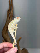 Load image into Gallery viewer, Colorful juvenile Ambilobe Panther Chameleon with developing red and yellow coloration
