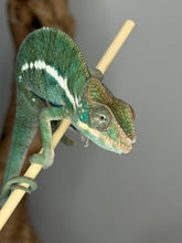 Load image into Gallery viewer, Young Ambilobe Panther Chameleon displaying vibrant developing hues
