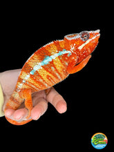 Load image into Gallery viewer, Male Ambilobe Panther Chameleon displaying vivid red body coloration with bold blue bars from European bloodlines
