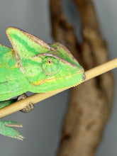 Load image into Gallery viewer, Close-up of male Veiled Chameleon face highlighting casque and expressive eyes
