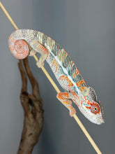Load image into Gallery viewer, White and orange Panther Chameleon climbing naturally.
