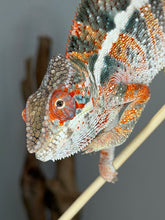 Load image into Gallery viewer, Close-up of a captive-bred Panther Chameleon showing bright white and orange colors.
