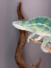 Load image into Gallery viewer, Male Ambilobe Panther Chameleon showing developing yellow coloration and vibrant turquoise highlights.
