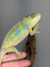 Load image into Gallery viewer, Sub-adult male Ambilobe Panther Chameleon showing bright yellow coloration from Flash × Aslan bloodlines
