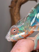 Load image into Gallery viewer, Young male Ambilobe Panther Chameleon developing rich yellow coloration
