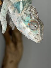 Load image into Gallery viewer, Juvenile Ambilobe male chameleon with faint blue bars forming
